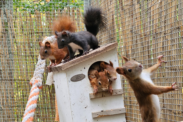 Mehrere Eichhörnchen in der Außenvoliere