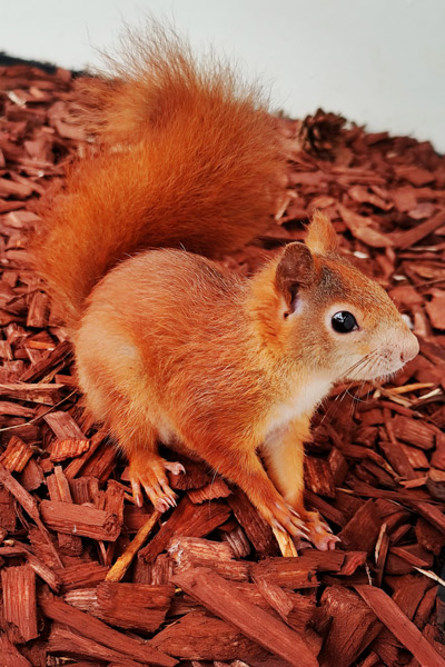 Eichhörnchen auf Rindenmulch