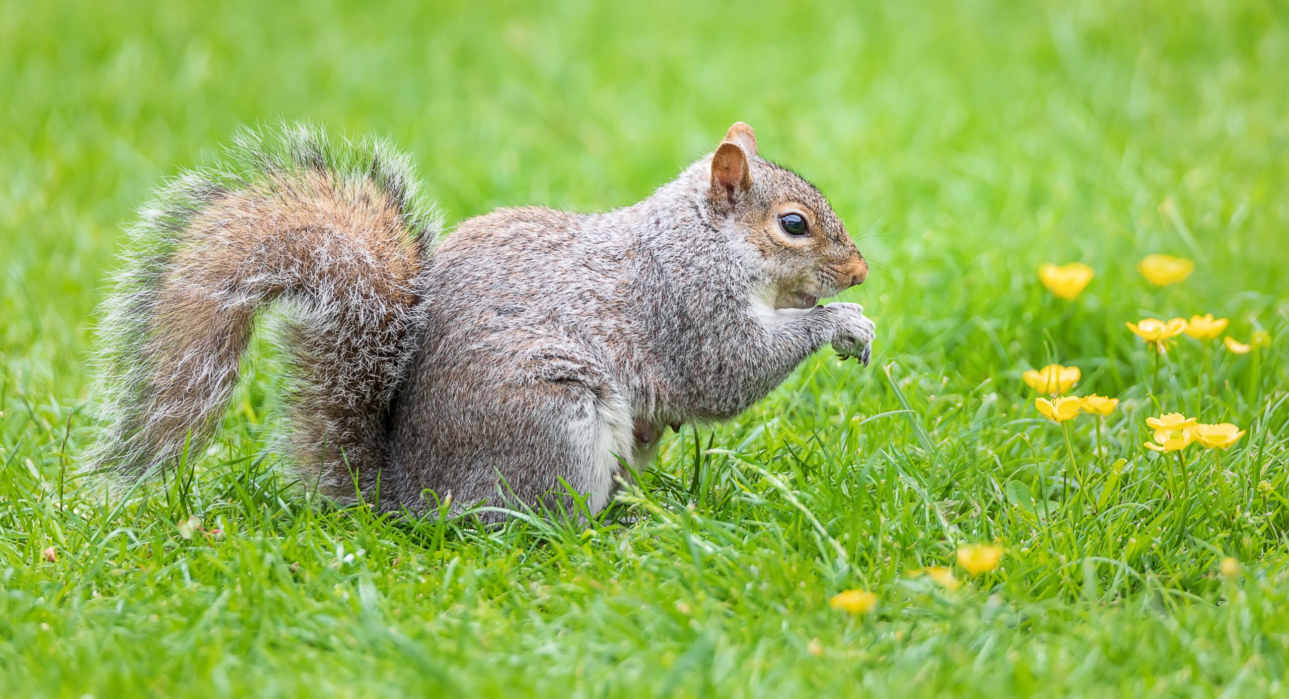 Grauhörnchen