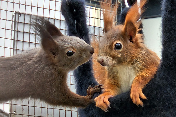 Zwei Eichhörnchen in der Aussenvoliere