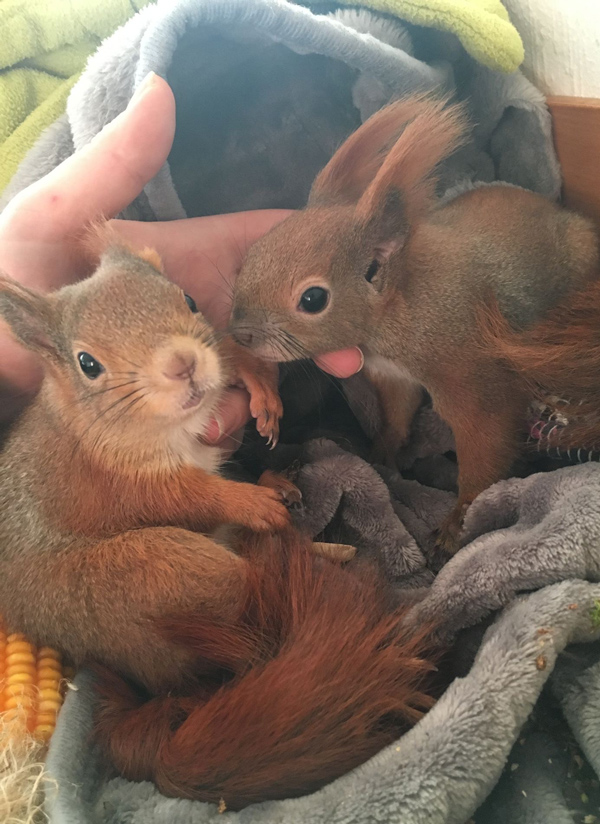 Foto von zwei jungem Eichhörnchen